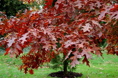 Quercus coccinea